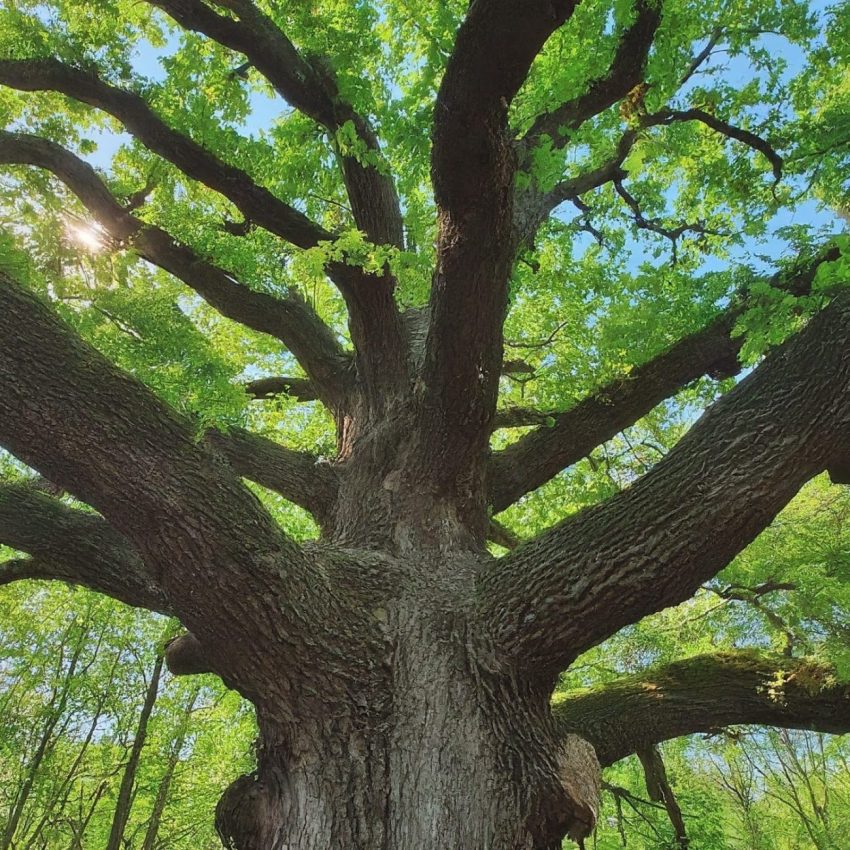 Celebrate Aging: Unlock Freedom and Discover Your True Self